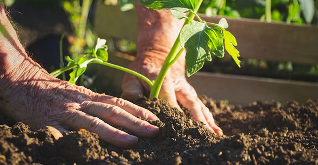 6 Cara Menanam Sayur di Rumah Untuk Pemula