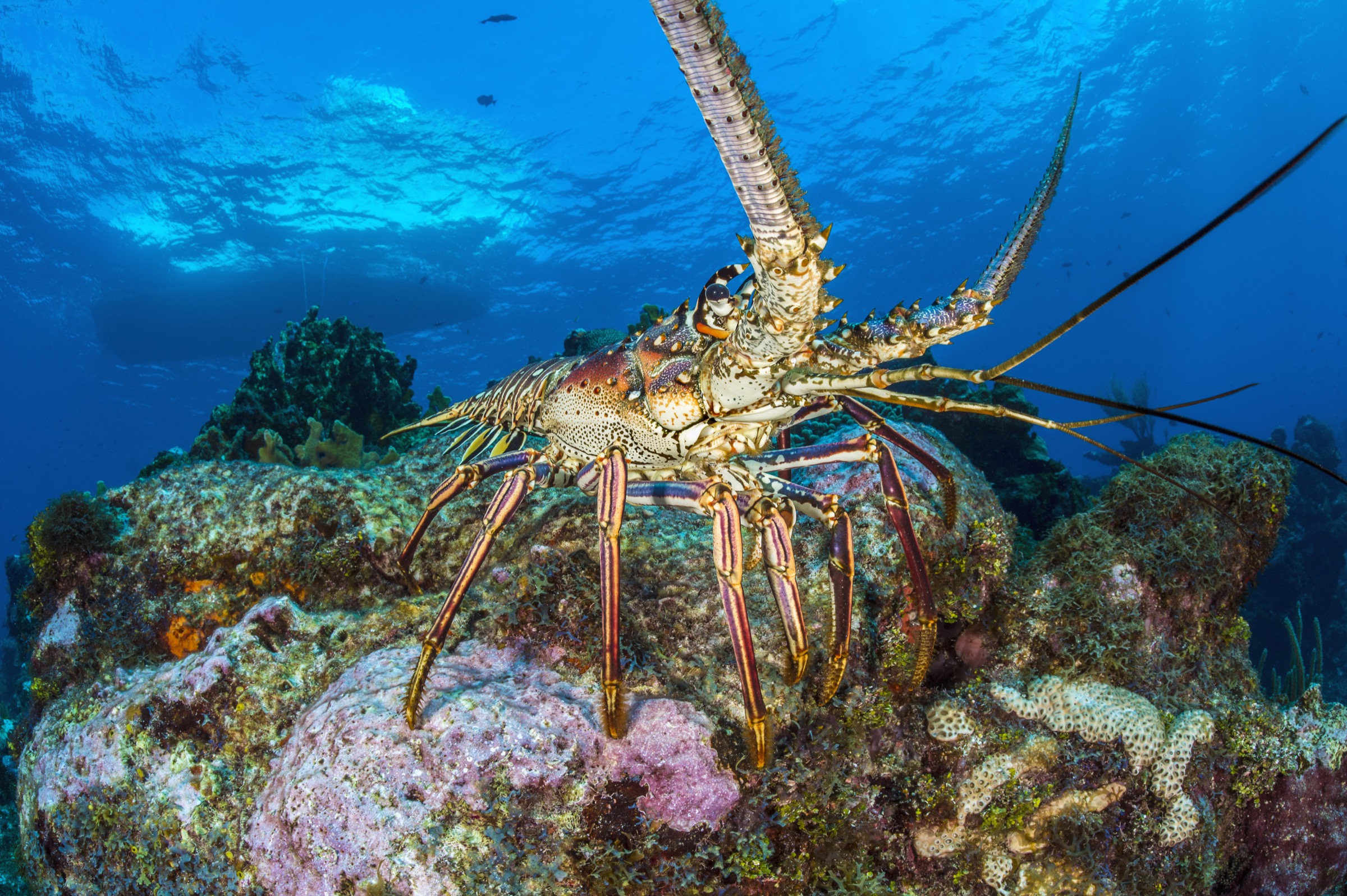 5 Perbedaan Unik Udang Karang vs Lobster