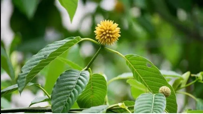 8 Fakta Manfaat dan Bahayanya Tanaman Kratom yang Jarang Diketahui