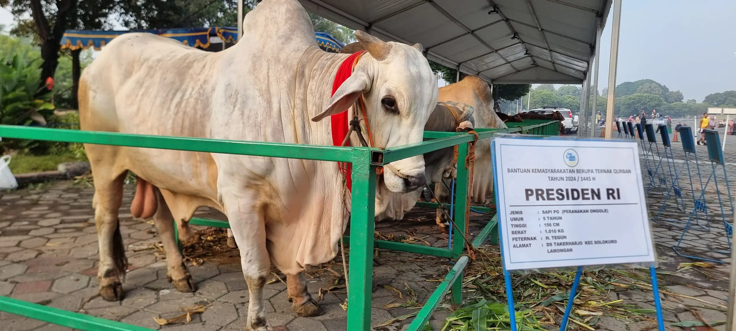 Mbrebes Mili Sapi Kurban 1 Ton Milik Jokowi di Surabaya Jadi Tontonan Usai Salat Id