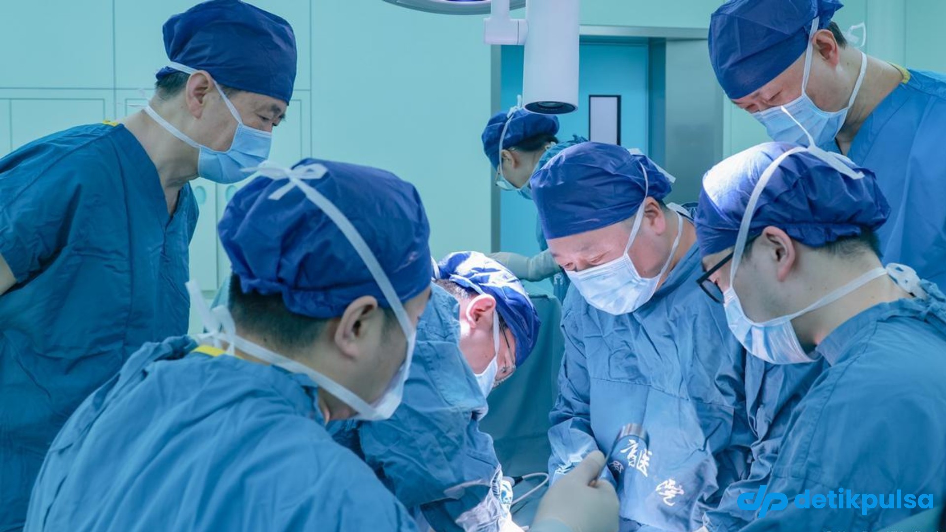 China Sukses Transplantasi 1 Paru-paru Babi ke Manusia