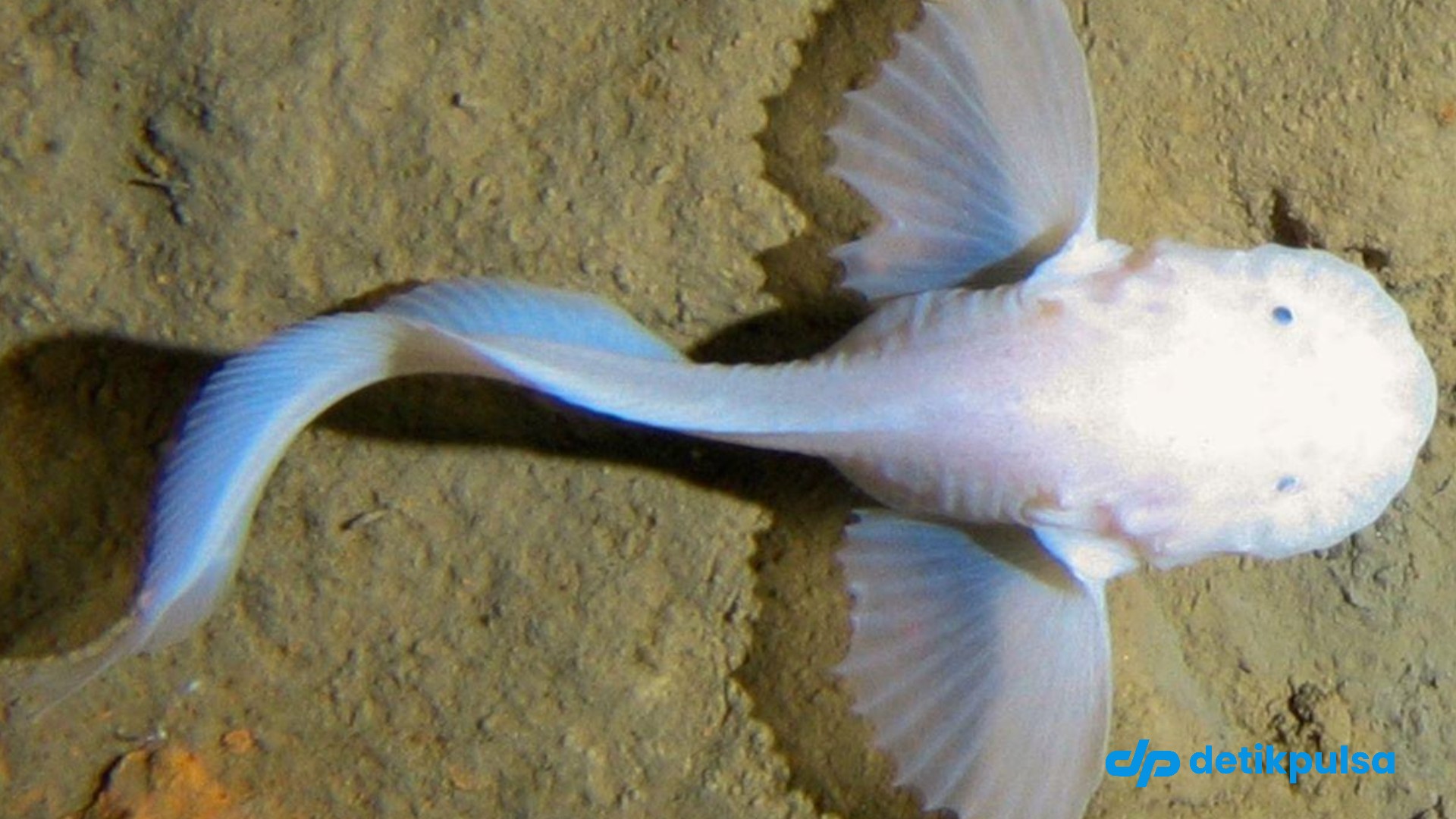 1 Spesies Ikan Baru di Laut Dalam Mirip Pokemon