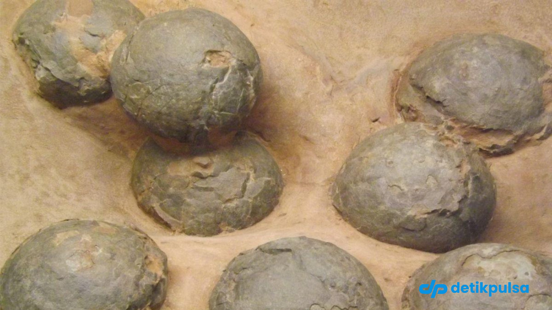 Ilmuwan China Berhasil Temukan Fosil Telur Dinosaurus 86 Juta Tahun
