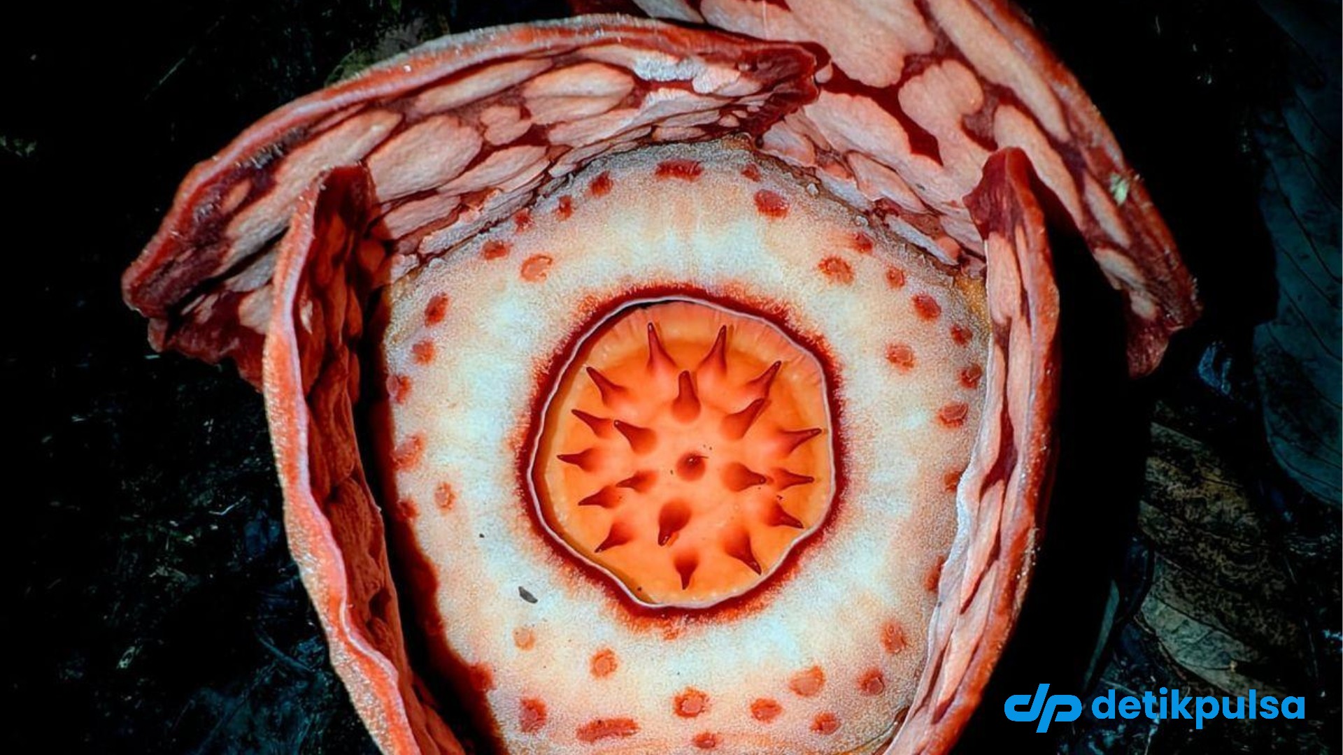 5 Fakta Rafflesia Hasseliti Bunga Langka Milik Indonesia