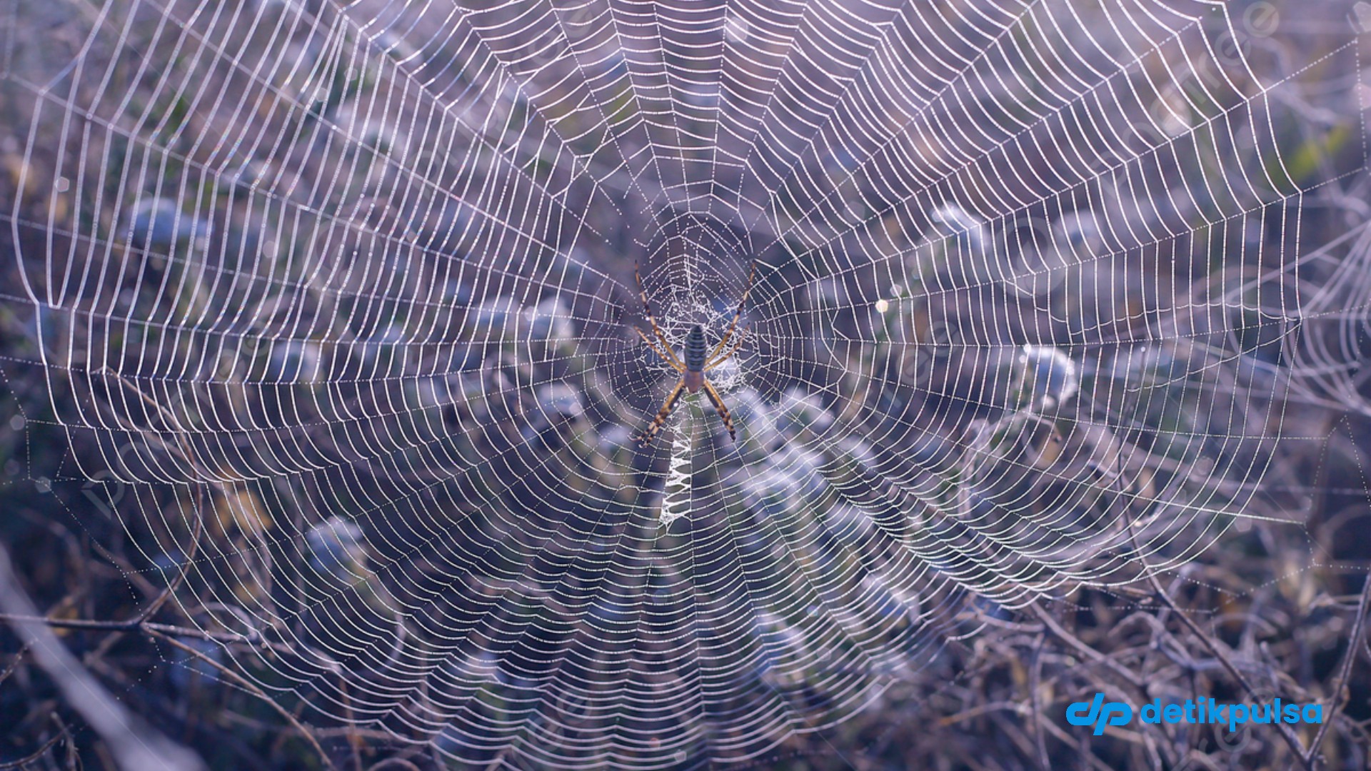 Jaring Laba-laba Terbesar Dunia, Isinya 111 Ribu Laba-laba