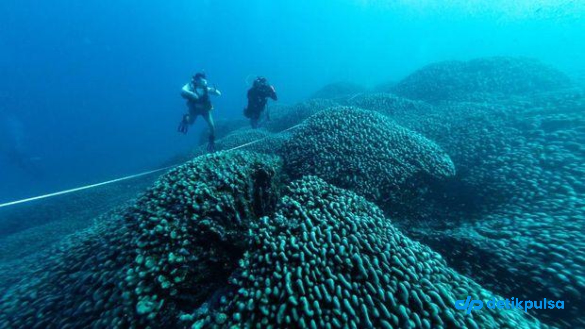 Makhluk Laut Raksasa Seukuran 2 Lapangan Basket Terekam Kamera