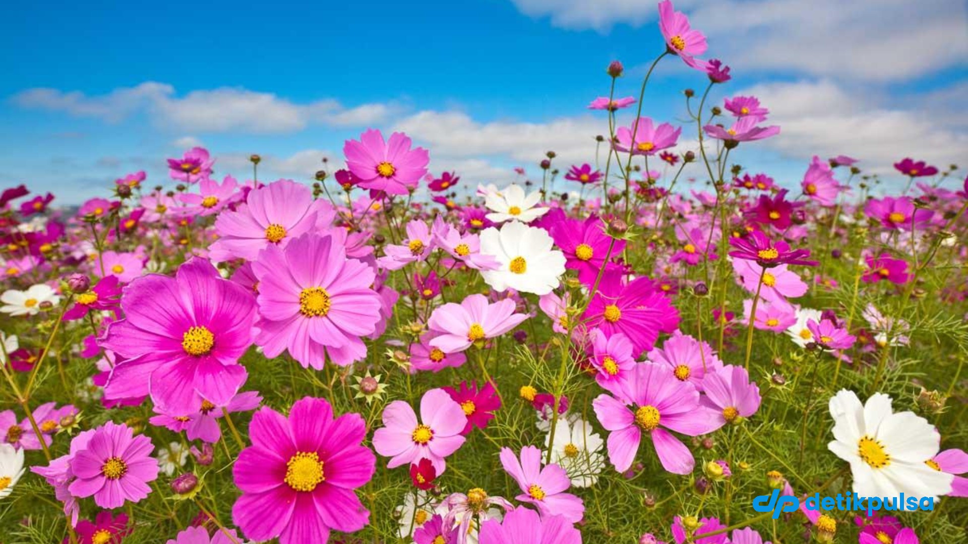 7 Jenis Bunga yang Gampang Ditanam, Taman Makin Cantik