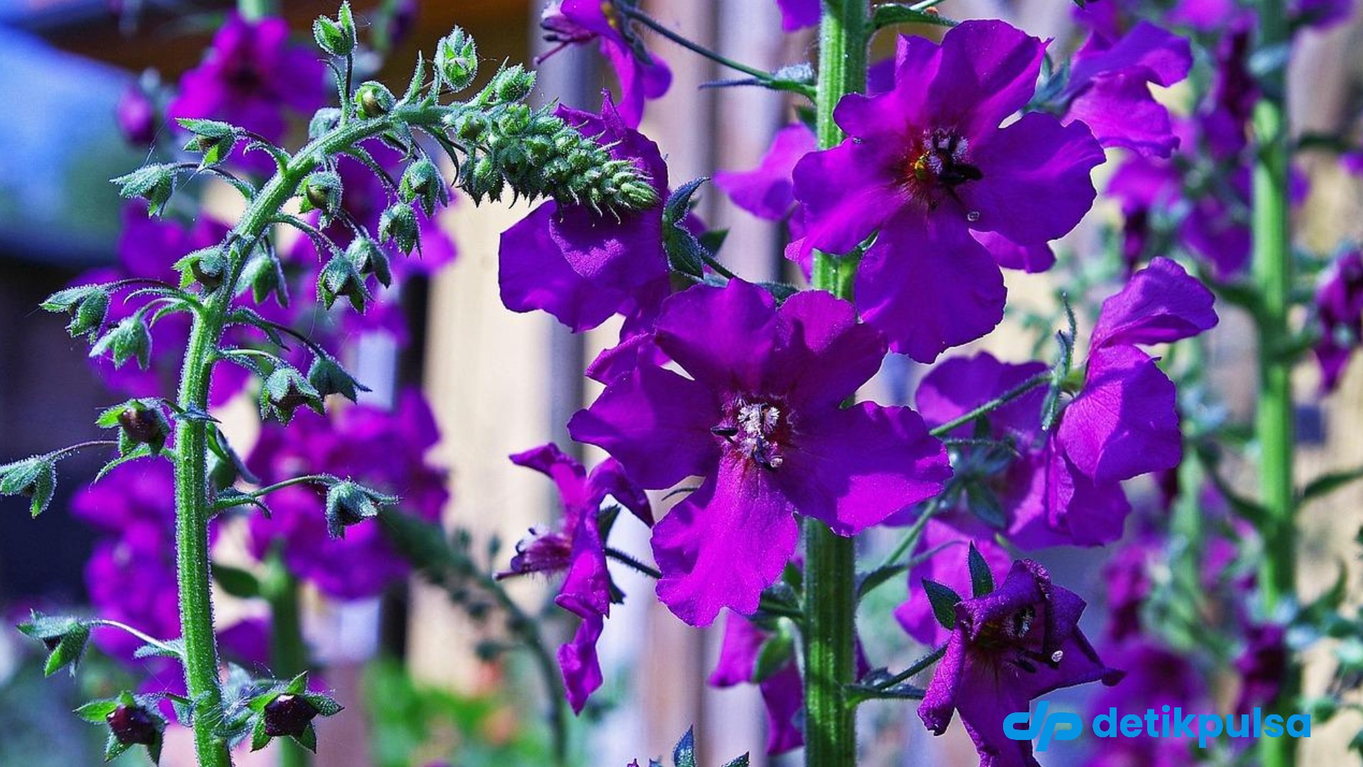 6 Bunga Cantik Bikin Taman Rumah Estetik