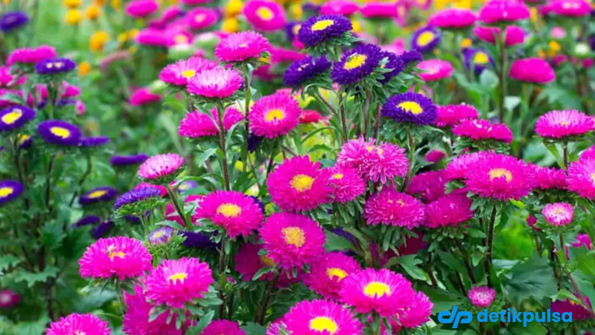 7 Tanaman Hias yang Kuat di Tempat Kering