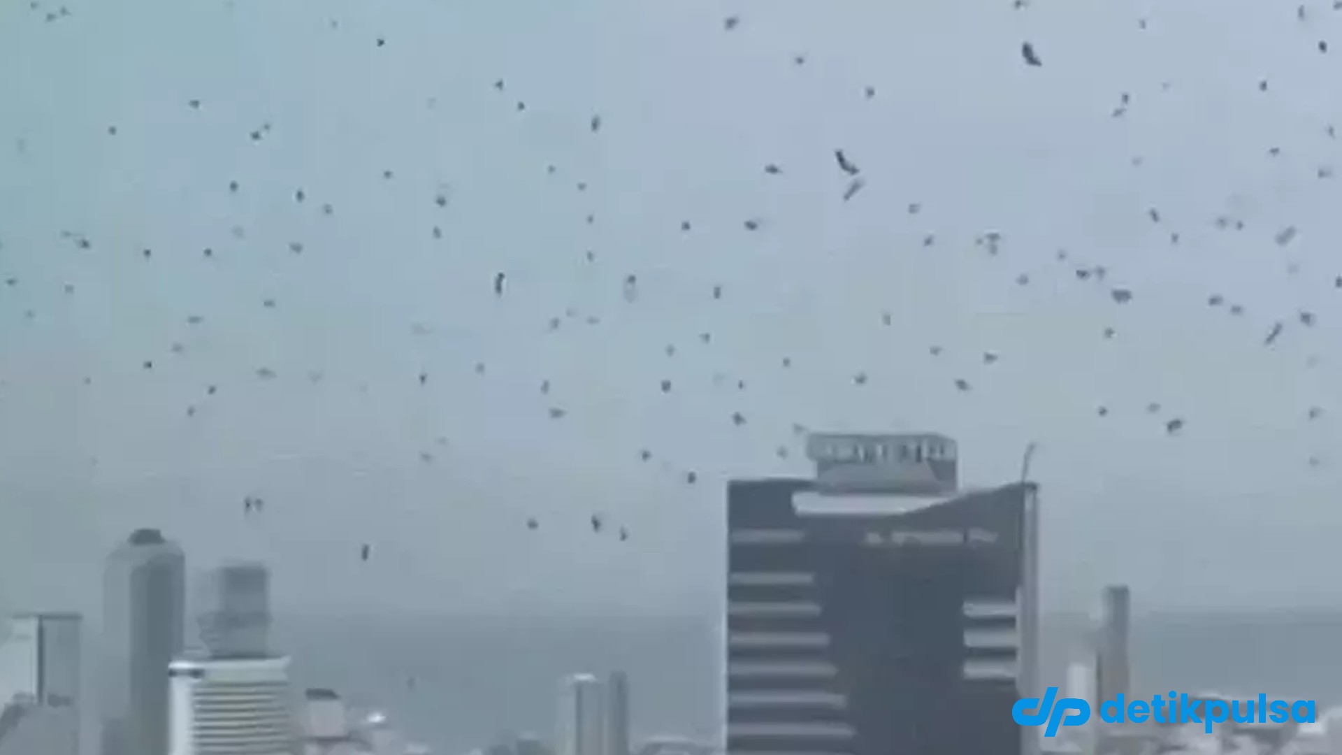 Langit Israel Dipenuhi Gagak dan Mendadak Gelap