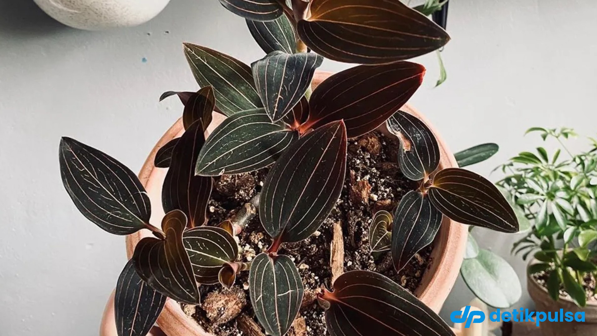 5 Tanaman Hias yang Hidup di Ruang Tanpa Jendela