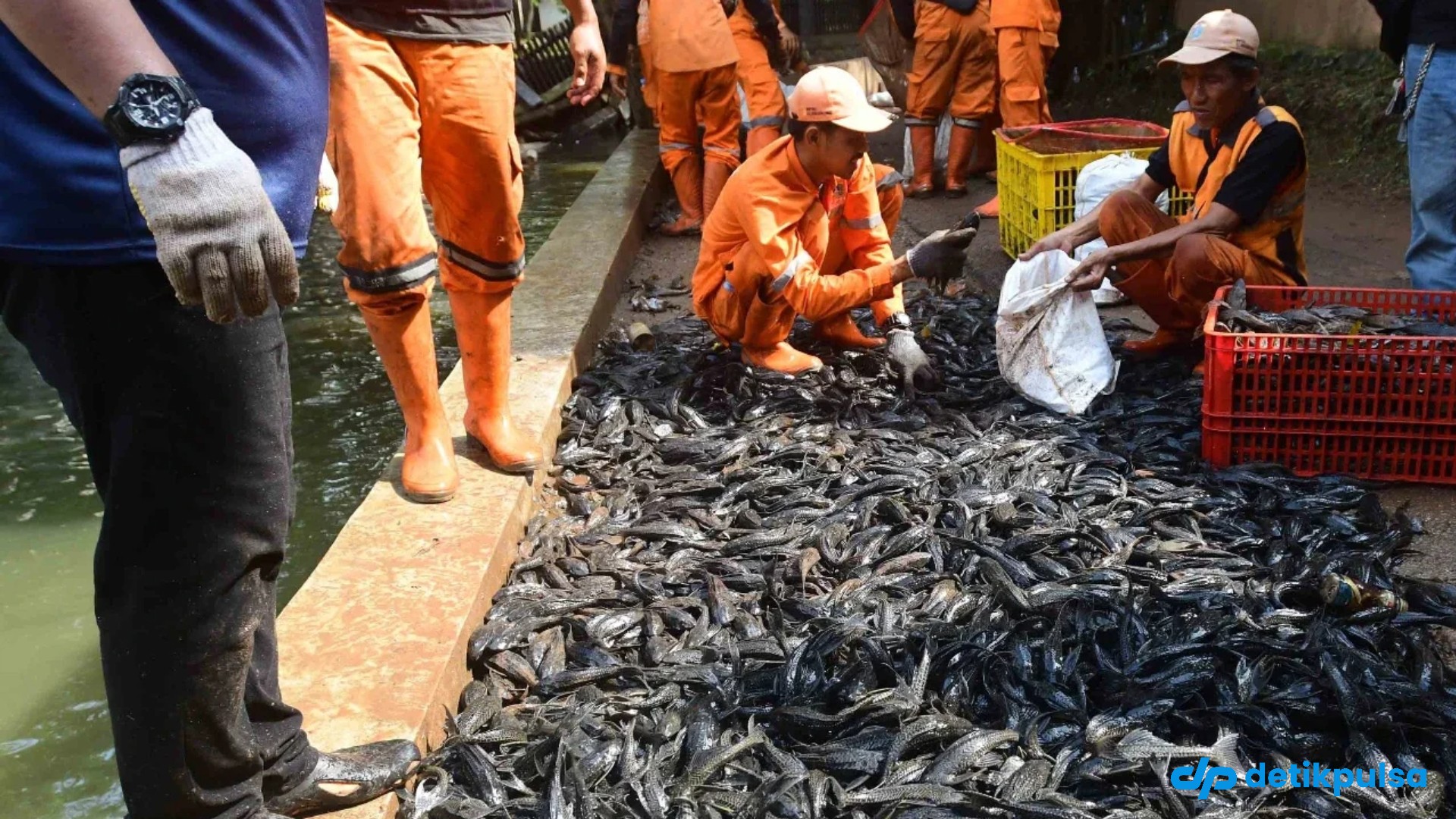 Ikan Sapu-sapu seberat 6,9 Ton di Seluruh Jakarta Segera Dimusnahkan